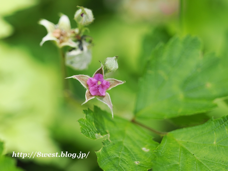 ナワシロイチゴ