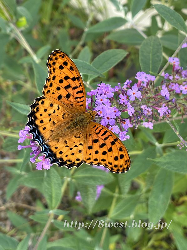 ツマグロヒョウモン3