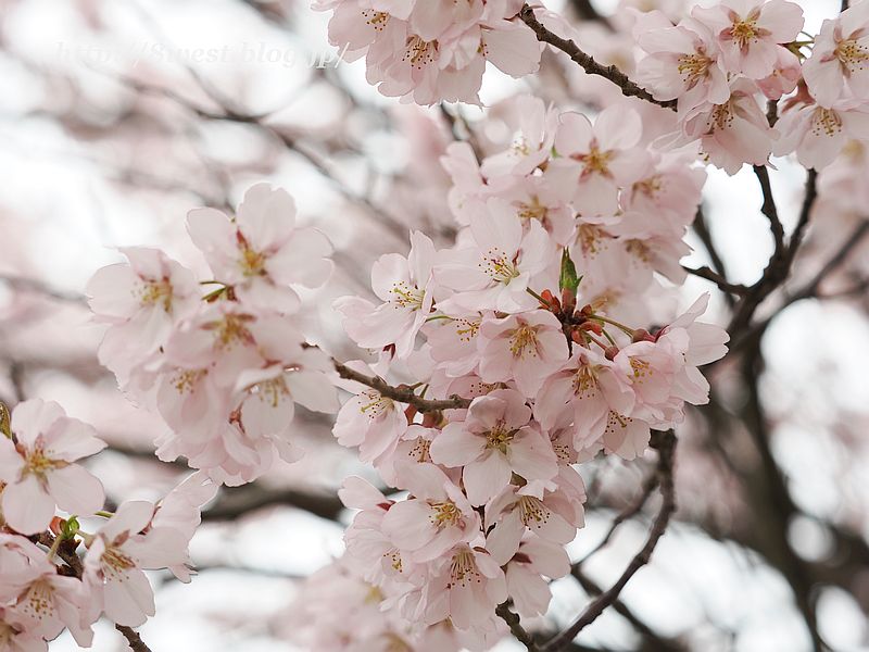 高遠小彼岸桜48