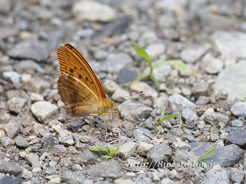 メスグロヒョウモン2