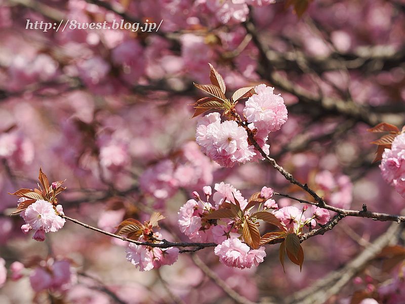 八重桜22
