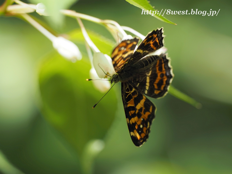 サカハチチョウ02