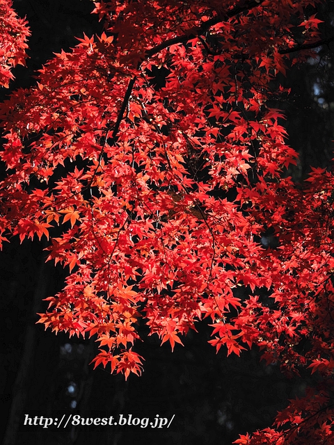 一行寺楓22