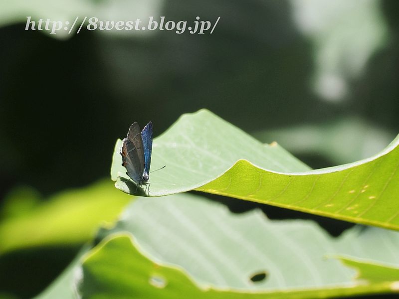 オオミドリシジミ1