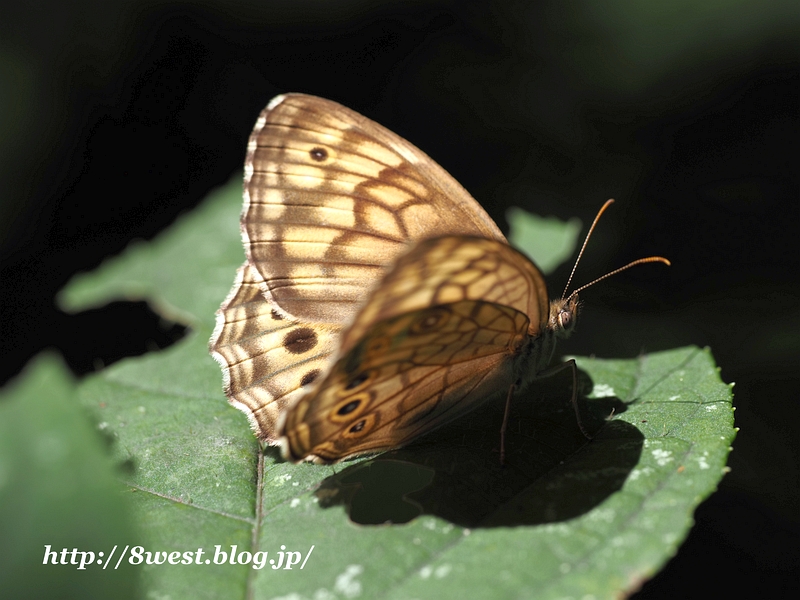 キマダラモドキ13