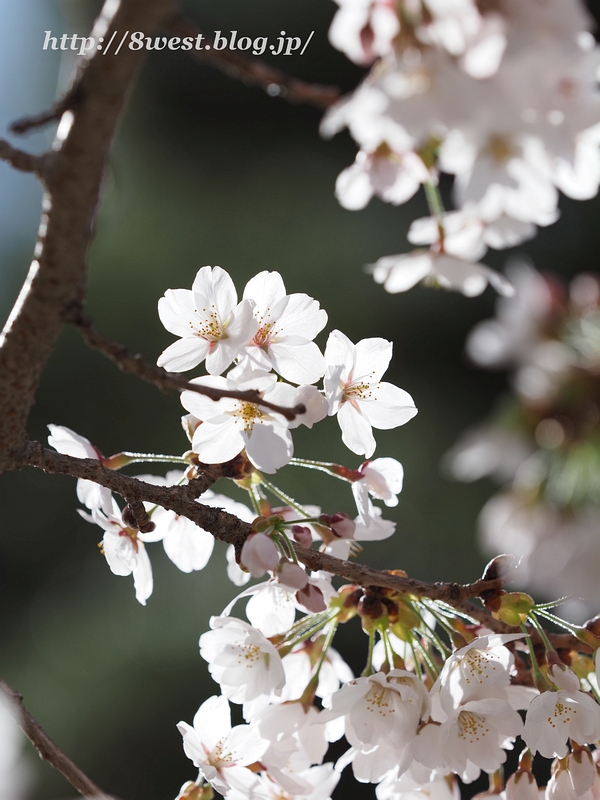 里山公園06