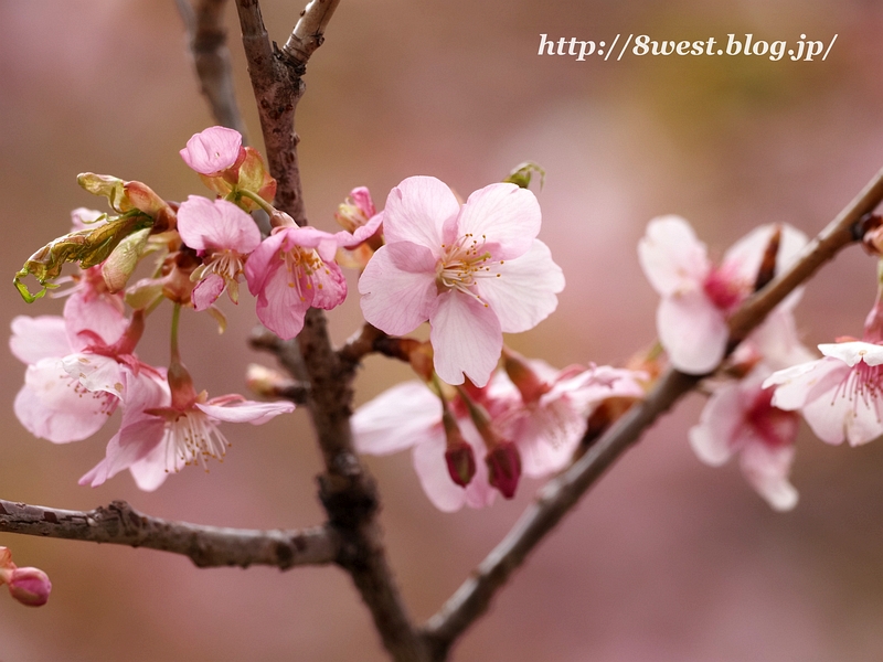 河津桜2