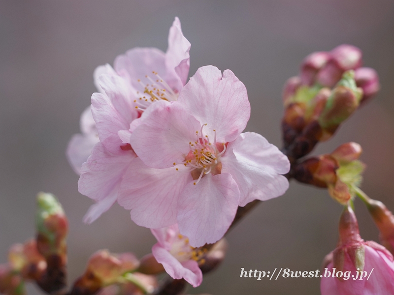 河津桜5