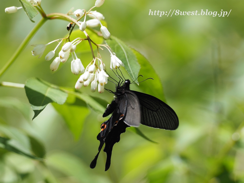 オナガアゲハ01