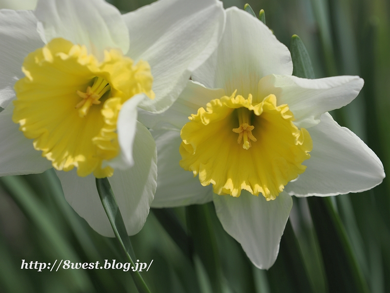 水仙2