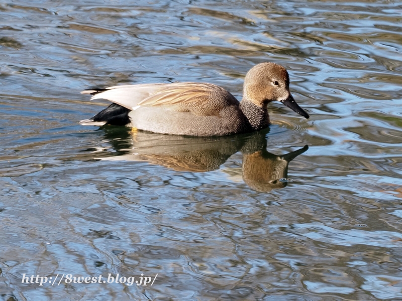 オカヨシガモ1