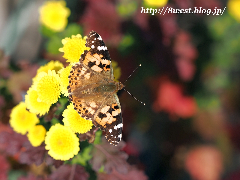 ヒメアカタテハ1