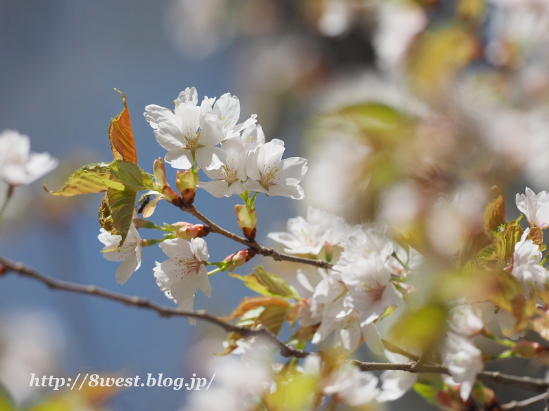 霞桜05