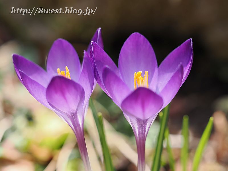 クロッカス