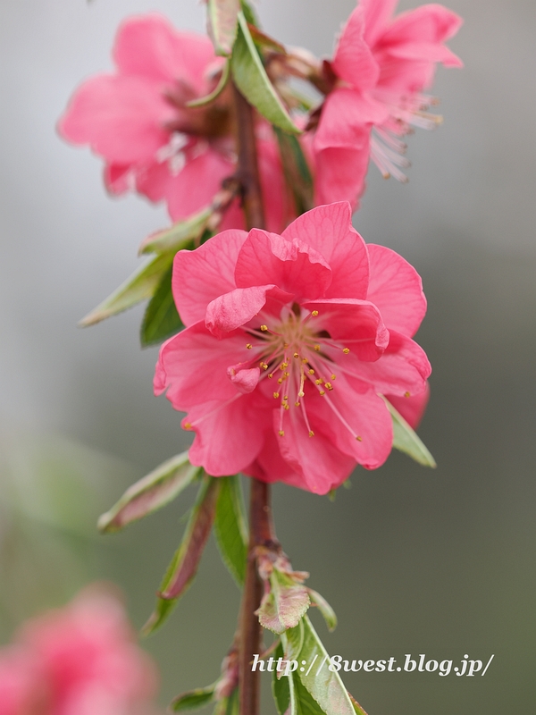 P4214963