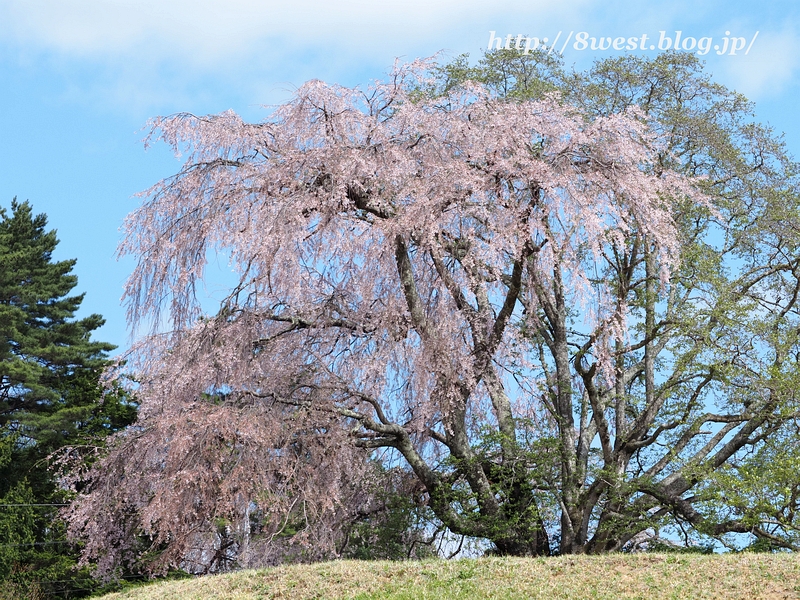 枝垂桜1