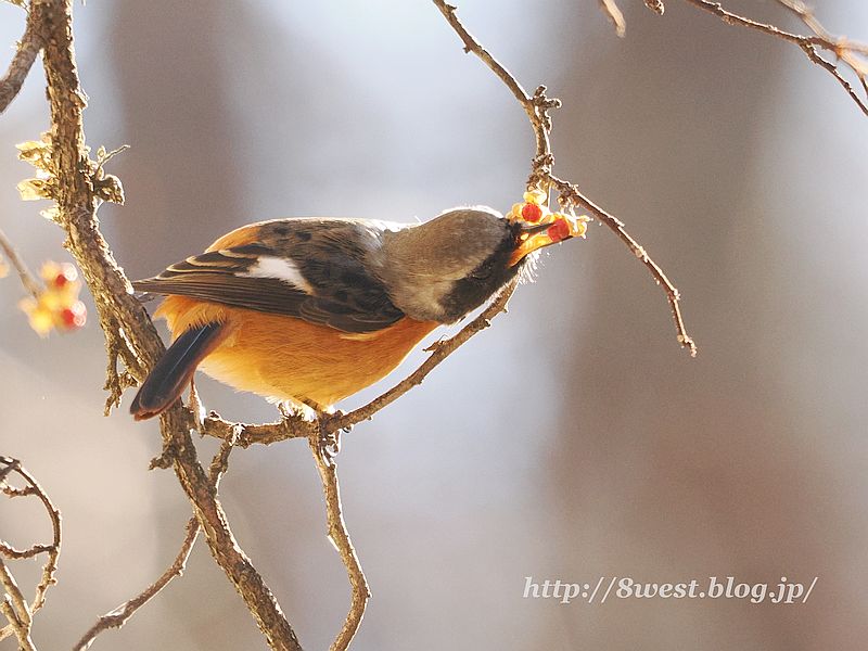 ジョウビタキ3