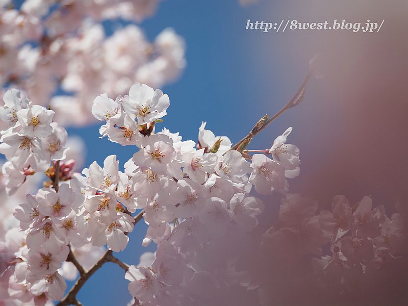 桜41