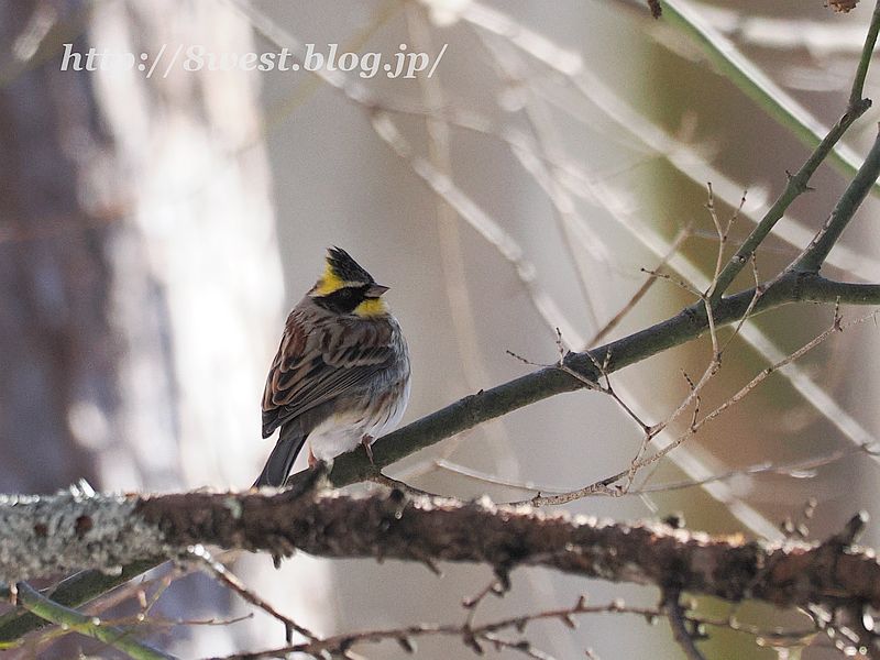 ミヤマホオジロ2