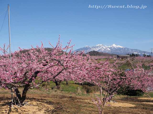 桃と八ヶ岳02