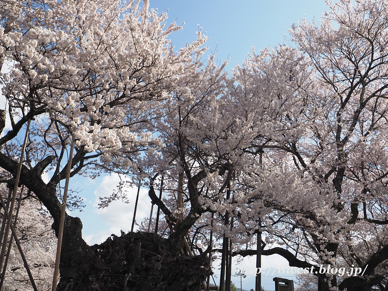 神代桜01