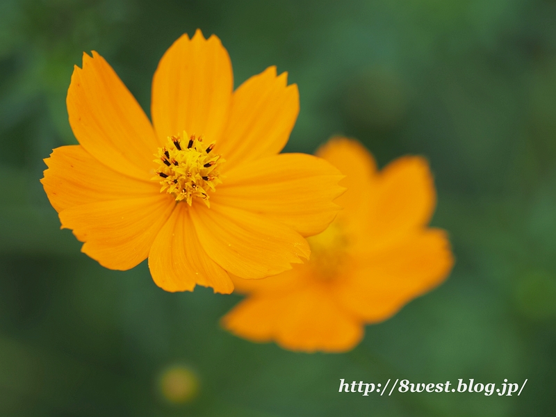 キバナコスモス
