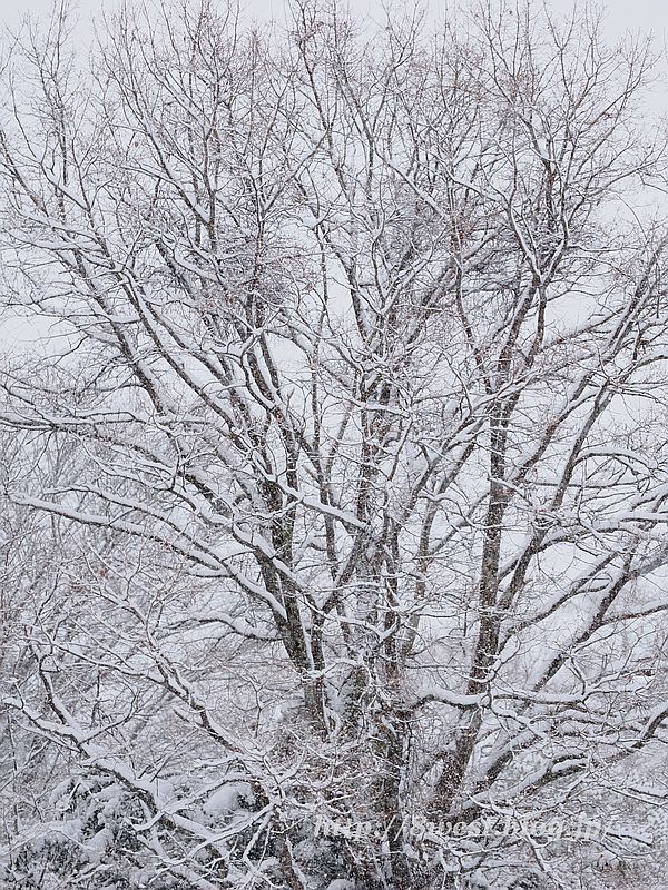 雪1