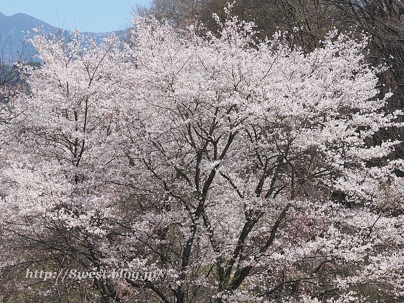 桜9