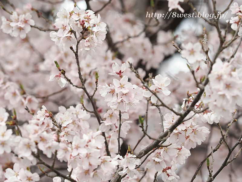 高遠小彼岸桜01