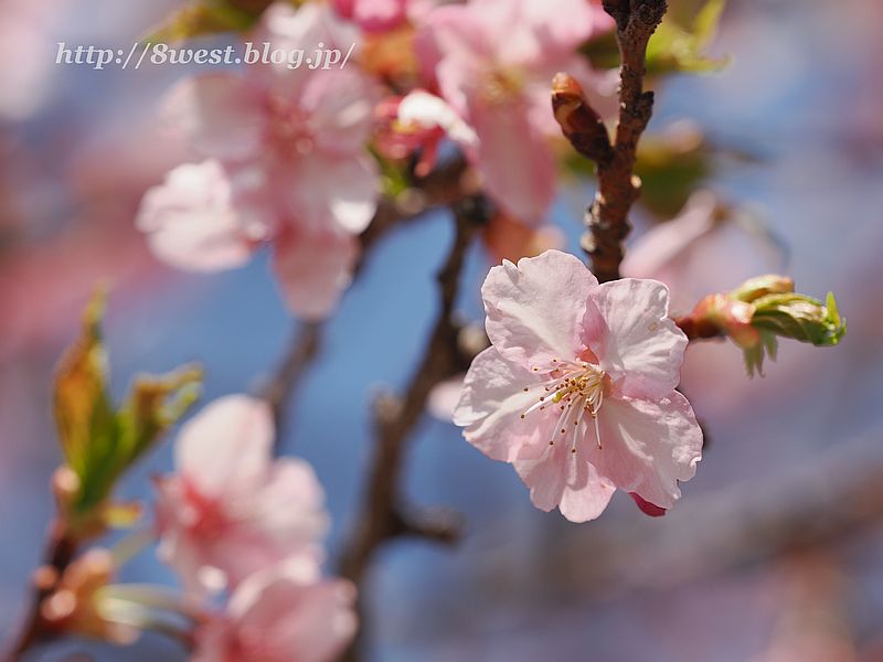 河津桜07