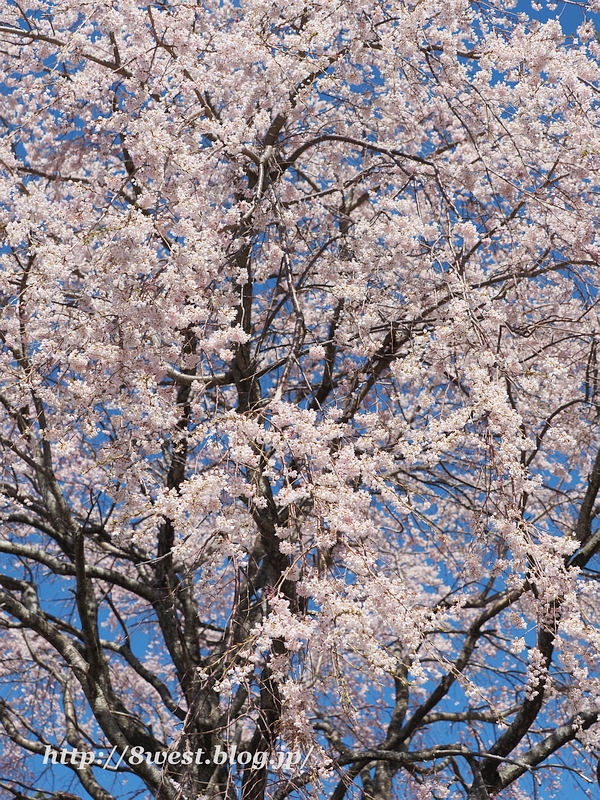 葛窪枝垂桜05