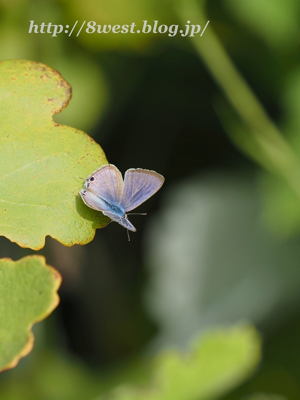 ウラナミシジミ01