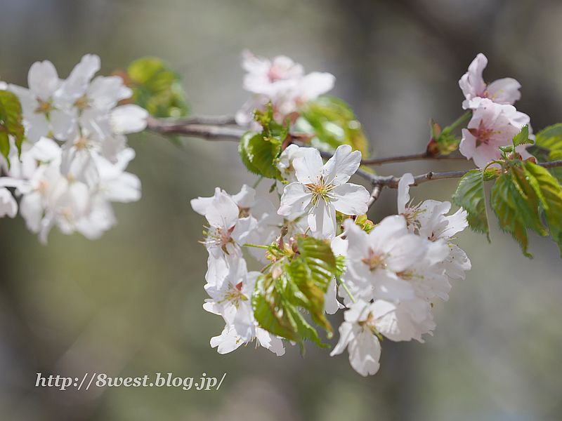 霞桜3