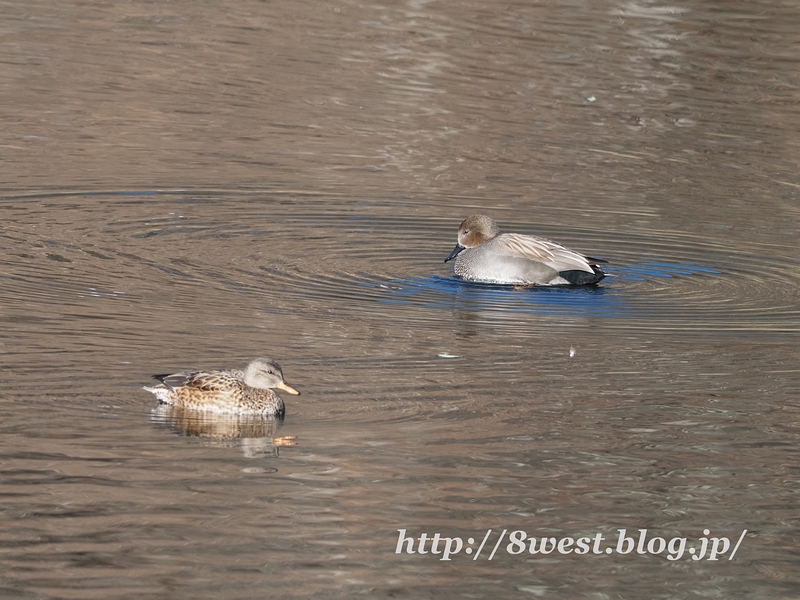 オカヨシガモ12