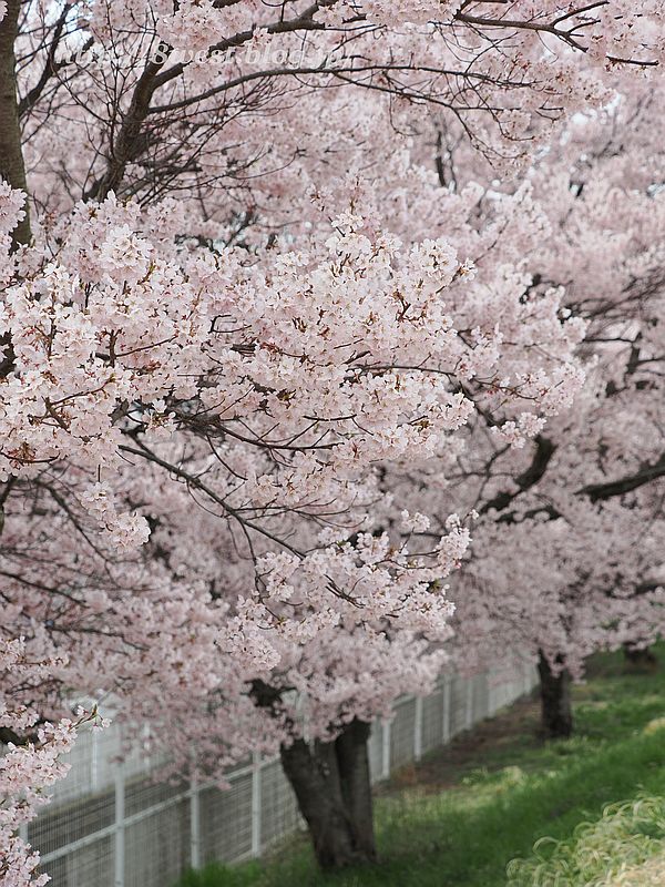 高遠小彼岸桜21
