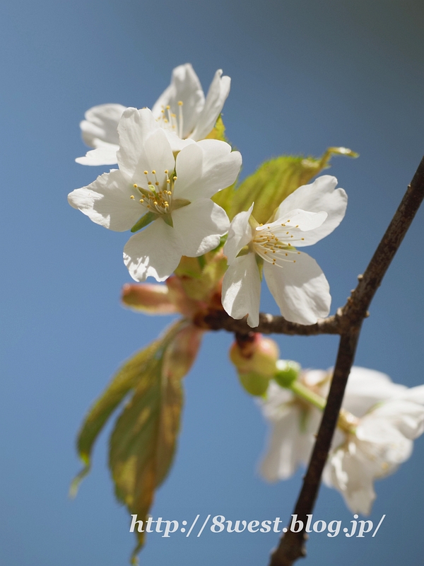 霞桜07