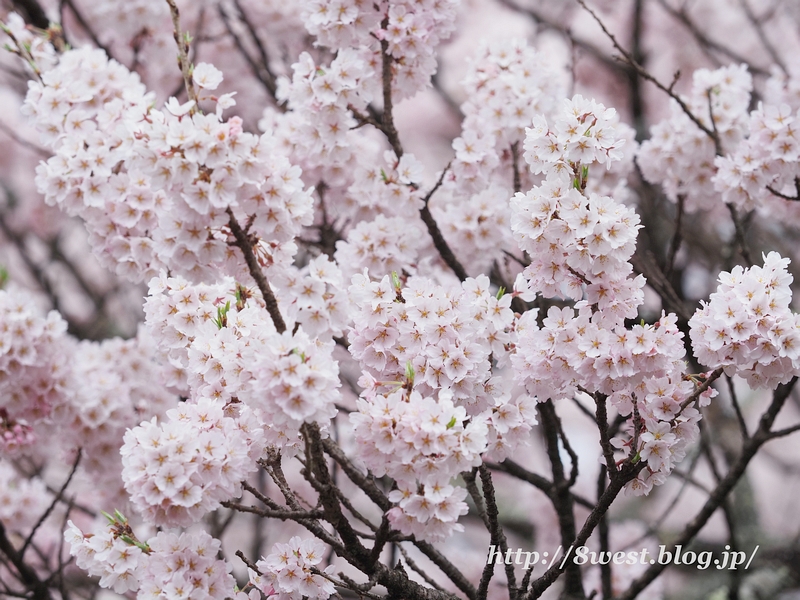 山高神代桜13