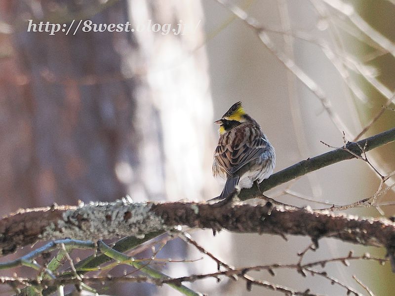 ミヤマホオジロ1