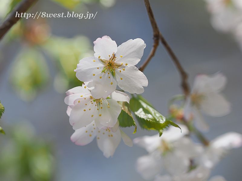 霞桜1