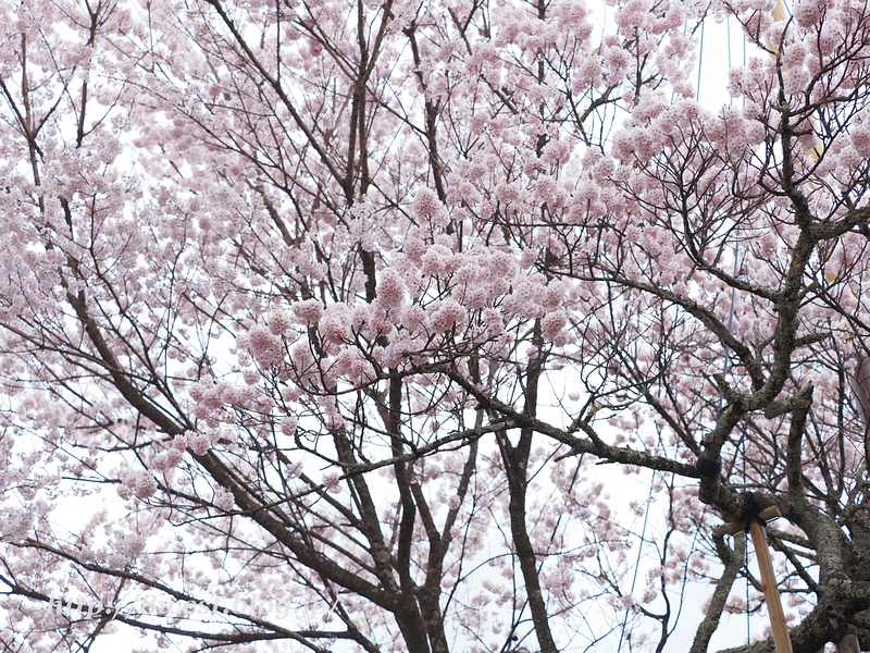 山高神代桜15