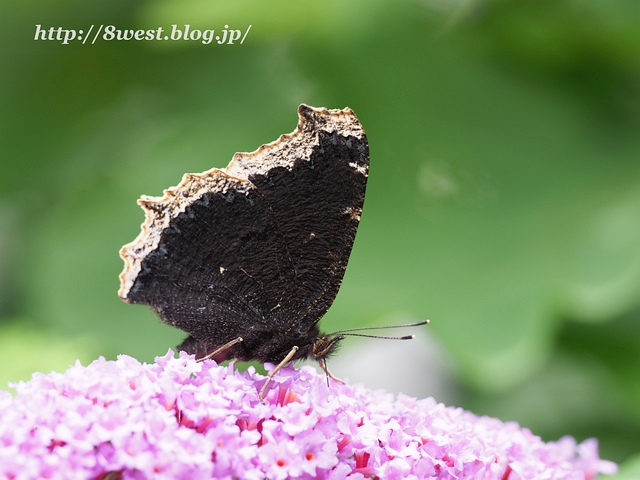 キベリタテハ4