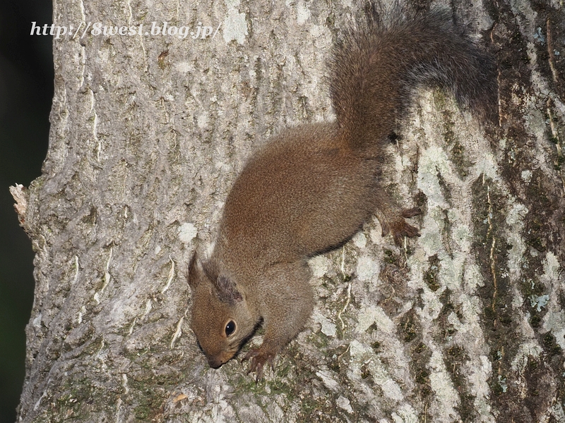 ニホンリス6