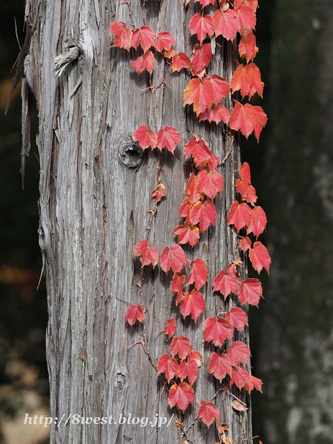 紅葉12