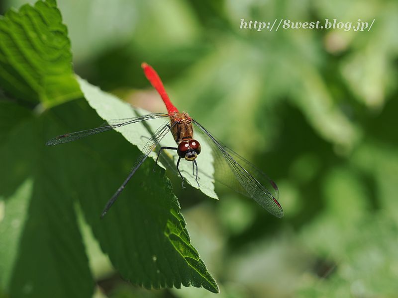 マユタテアカネ1