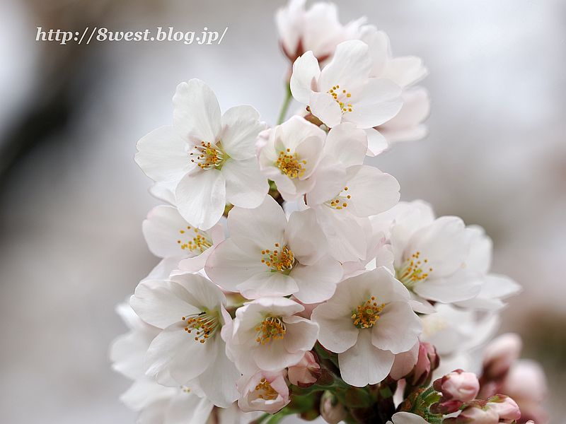 桜1