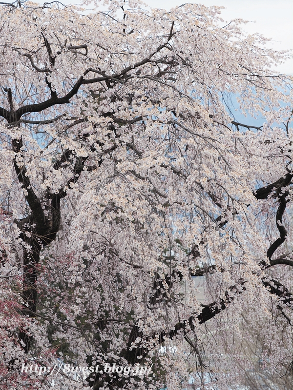 枝垂桜04