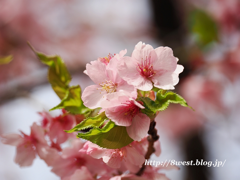 河津桜02