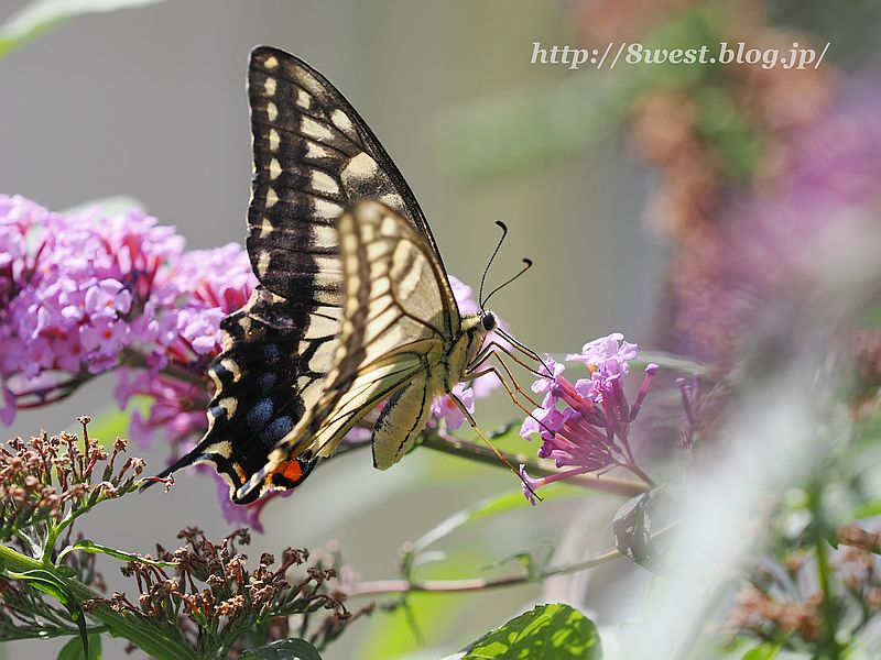 キアゲハ4