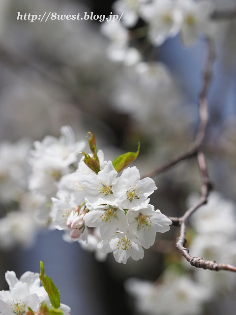 霞桜06