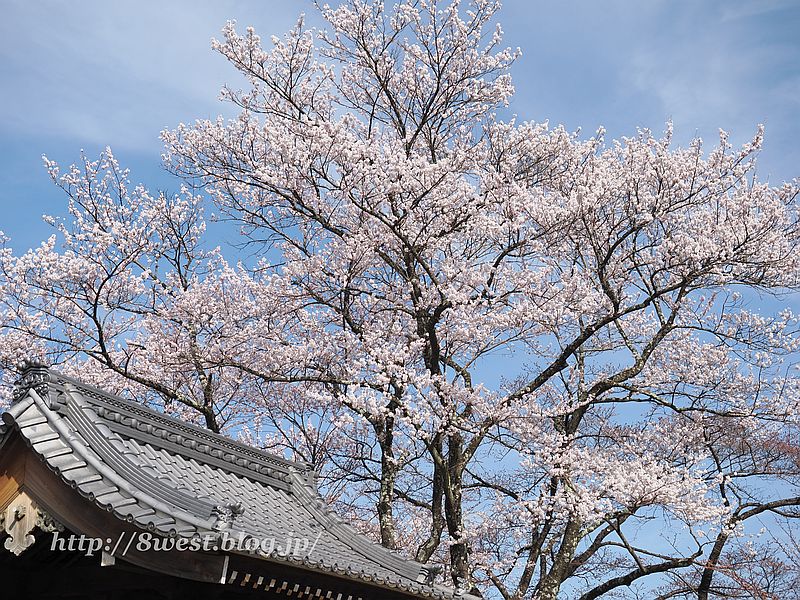 桜07